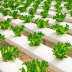 Best Hydroponic Growing Media for Beginners in 2022