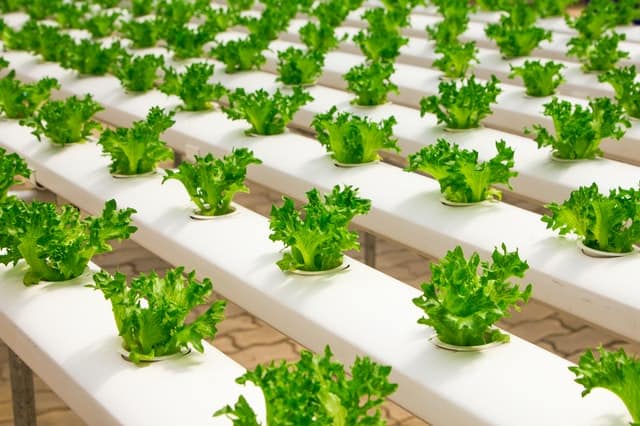 Best Hydroponic Growing Media for Beginners in 2022